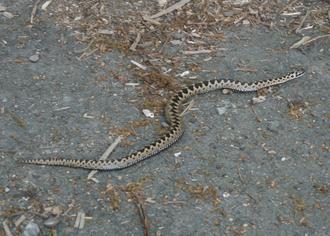 Adder