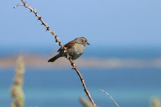 Dunnock