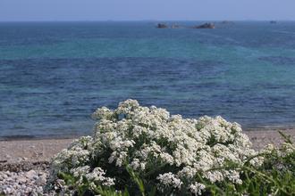 Flowering sea kale