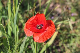 Poppy