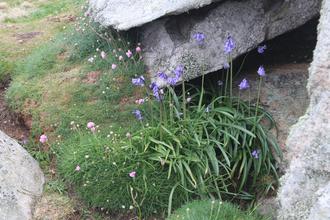 Bluebells