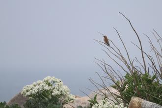 Linnet
