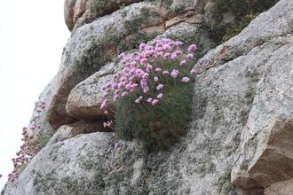 Thrift growing in a rock