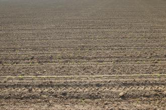 Well planted field