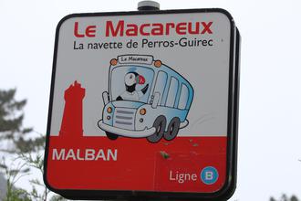 Puffins drive buses