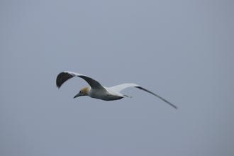 Gannet in flight