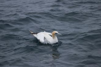 Gannet on the water
