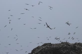 Gannets
