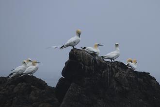Gannets