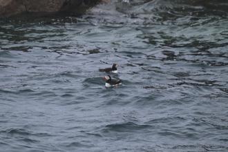 Puffins