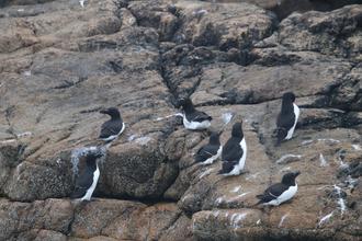 Razorbills