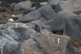 Sleeping Oystercatcher