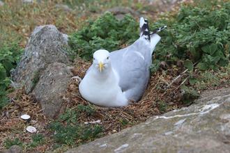 Seagull on nest