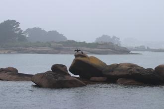 Rocks with cormorant