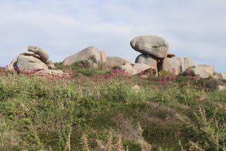 Thrift with rocks