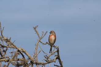 Linnet