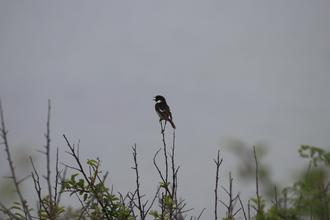 Stonechat singing