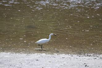 Egret at Lannion