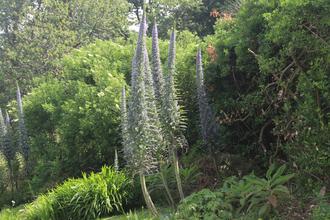 Typical flowers on L’Île de Bréhat