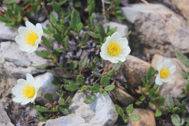 Anenomes