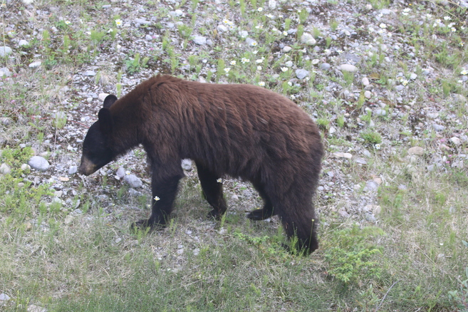 Cinnamon Bear