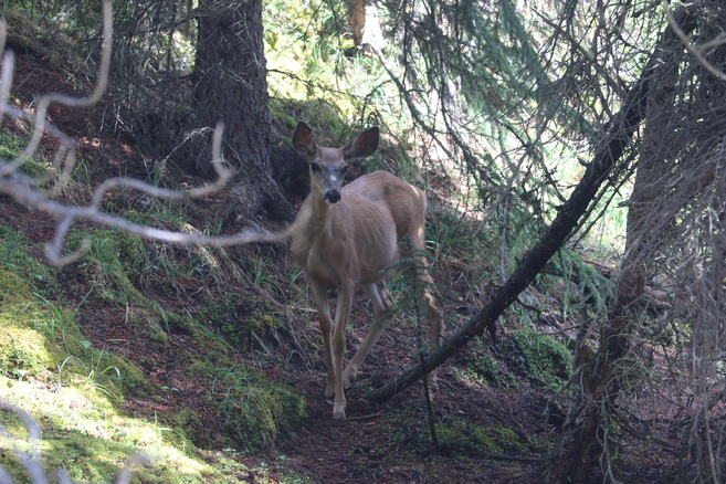 A deer on the trail