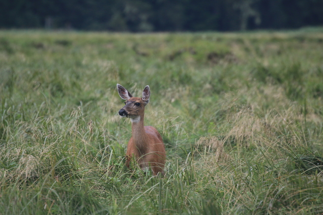 A deer by the river