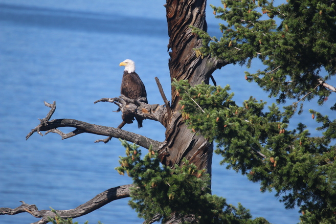 Bald Eagle