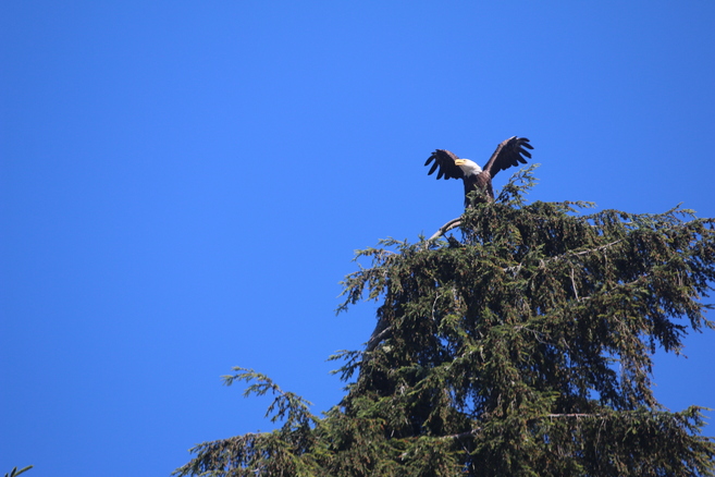 Bald Eagle