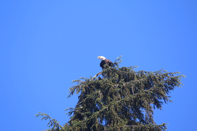 Bald Eagle