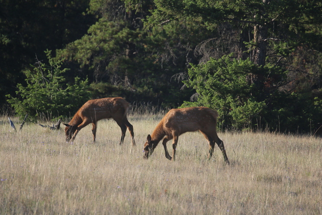 Female elks