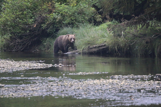 Leonora, a grizzly bear