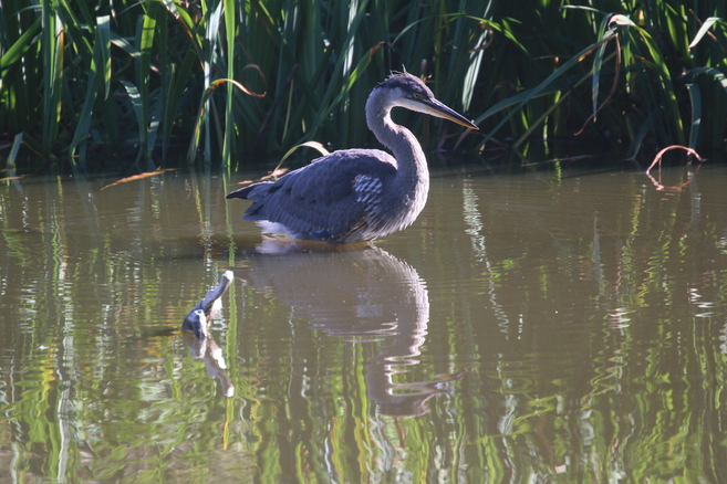 Heron in Stanley Park