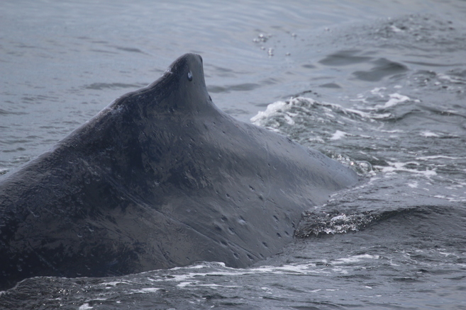 A humpback surfacing ner our boat