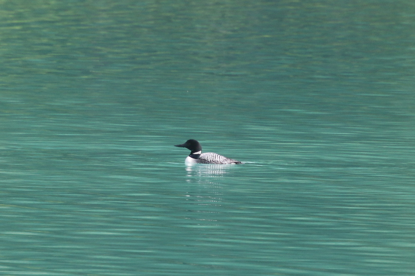 A Loon or Great Northern Diver