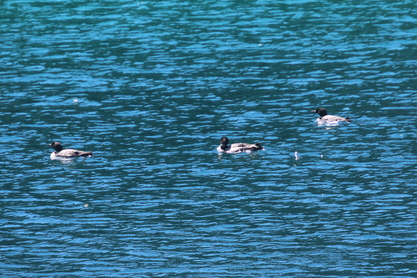Three loons