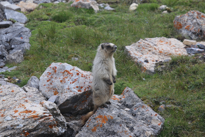 Marmot