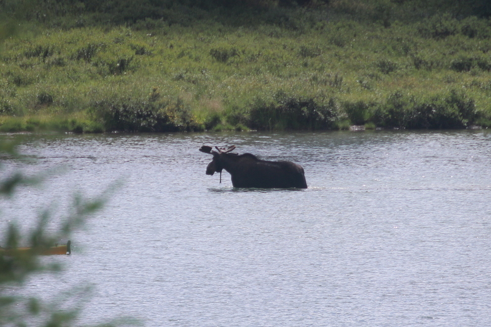 Moose in the lake