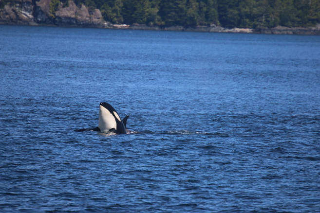 An orca having a look at us
