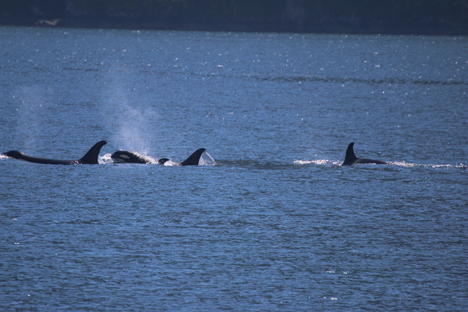Group of orcas