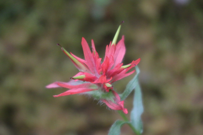 Red paintbrush