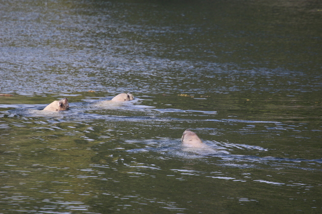 Sealions