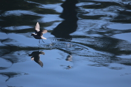 Storm Petrel
