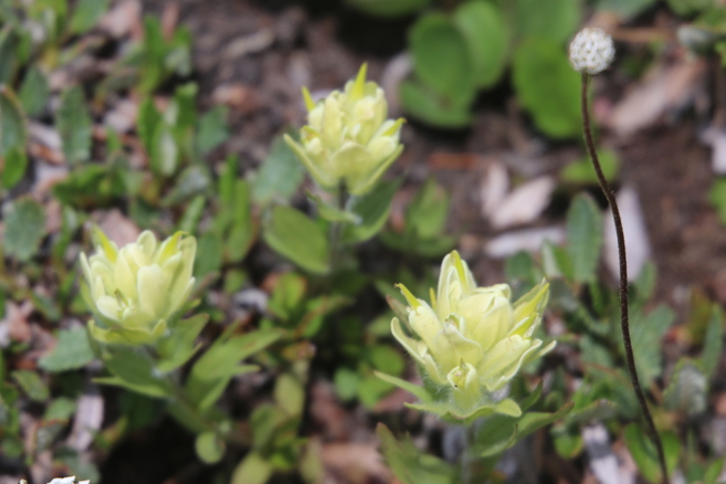 Yellow paintbrush