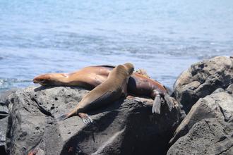 Sea Lions