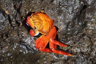Crab