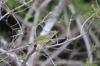 Galapagos Flycatcher