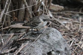 Galapagos Mockingbird