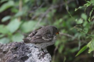 Darwin Finch