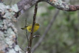 Yellow Warbler